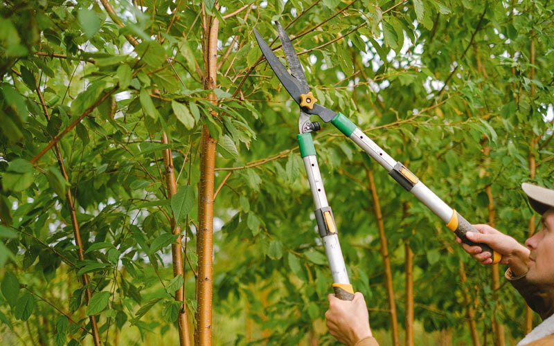 Tree trimming in Fountain Valley, CA